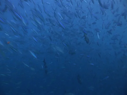 Manta Rays Feeding Stock Footage 98478525