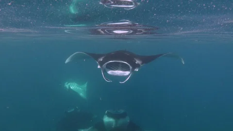 Manta rays feeding underwater Video stock 116503433