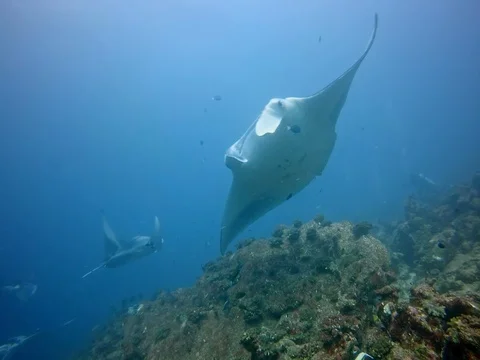 Manta rays flying through the ocean Stock Footage