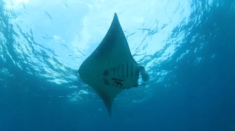 Manta Rays Видео 66863652