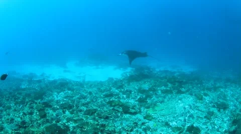 Manta Rays Stock Footage 67086005