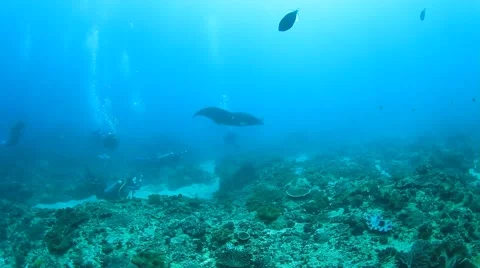 Manta Rays Stock Footage 67086017