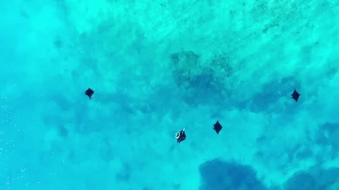 Manta Rays Video stock 103287617