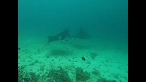 Manta Rays Vídeos de archivo 323591111