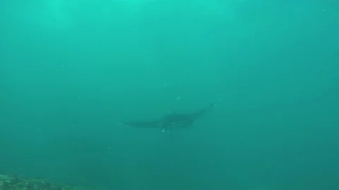 Manta Rays - Front View Video stock 82811008