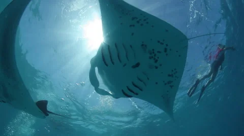 Manta rays glide across the sun, Hanifaru bay, Maldives. Stock Footage 49166926
