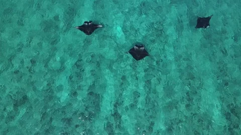Manta Rays Gliding Over a Coral Reef - Aerial View Stock Footage 279918571