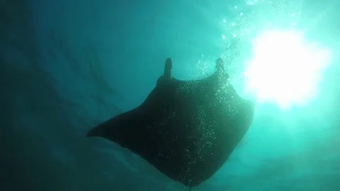 Manta Rays Gliding Overhead Video stock 82512729