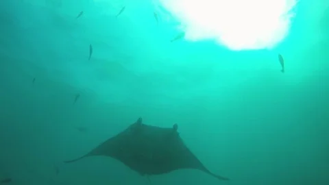 Manta Rays - Gliding Overhead Stock Footage