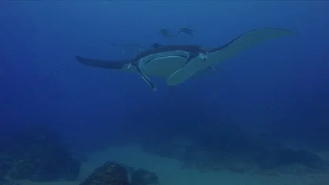 Manta Rays Group Close Up.Graceful Peaceful Big Mantas Formation.Blue Sunlit Sea Stock Footage 118505191