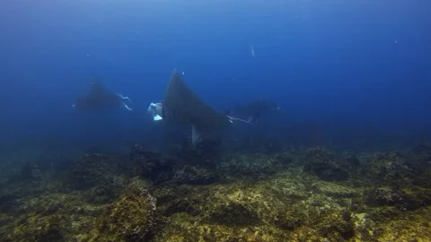 Manta Rays Group. Large Rays Circling &amp; Swimming On Coral Reef In Blue Sea Water Stock Footage 118581258