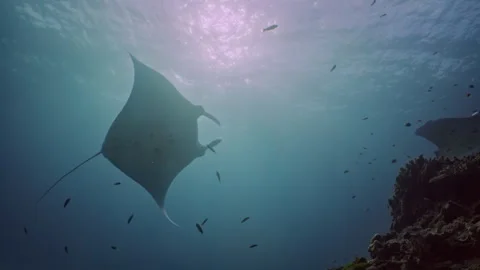 Manta rays hover near cleaning station on the Great Barrier Reef Stock-Footage 295254521
