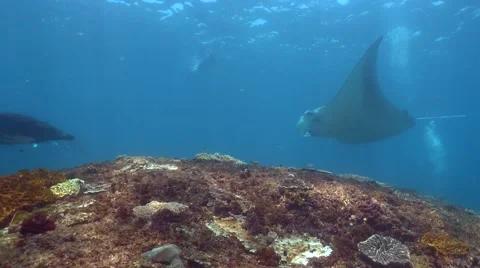 Manta rays (Manta blevirostris) hovering on top of cleaning station Stock Footage 61687341