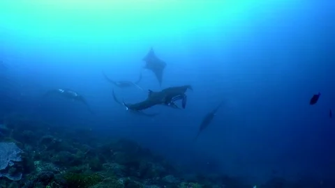 Manta Rays in Mating Dance Stock Footage 81952804