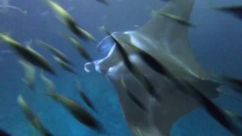 MANTA RAYS NIGHT DIVING HAWAII 16 Video stock 195219646