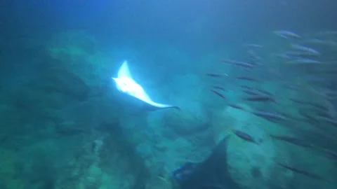 MANTA RAYS NIGHT DIVING HAWAII 14 Video stock 195220193