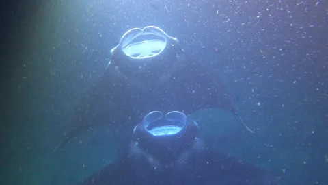 MANTA RAYS NIGHT DIVING HAWAII 5 Stock Footage 195222846