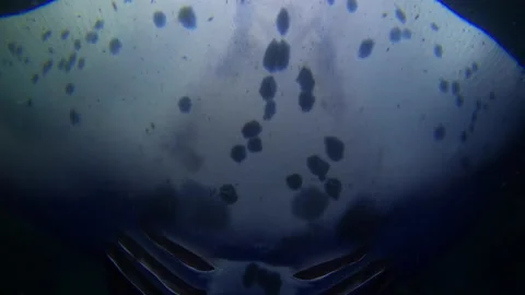 MANTA RAYS NIGHT DIVING HAWAII 3 Video stock 195222984