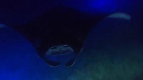 MANTA RAYS NIGHT DIVING HAWAII 9 Video stock 195223671