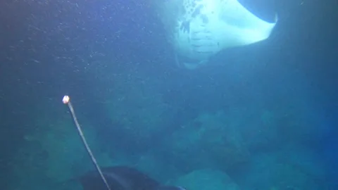 MANTA RAYS NIGHT DIVING HAWAII 11 Video stock 195223907