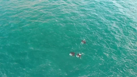 Manta rays Nuku Hiva Stock Footage 300190098