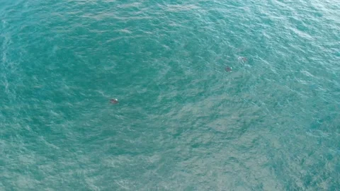 Manta rays ocean Stock Footage 300190248