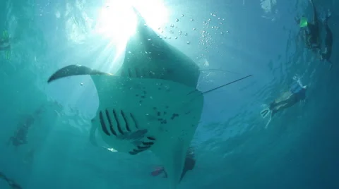 Manta rays pass across the sun at Hanifaru bay, Maldives. Stock-Footage 49400142