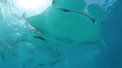 Manta rays passing above Vídeo Stock 48016352