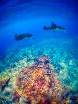 Manta Rays Stock Photos