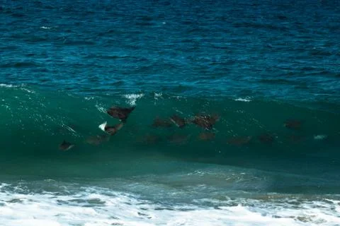 Manta Rays Riding a Wave Stock Photos