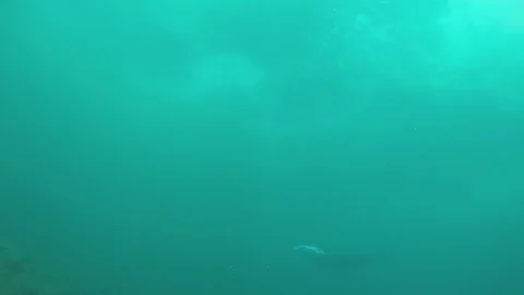 Manta Rays - Slow glide Video stock 82810892