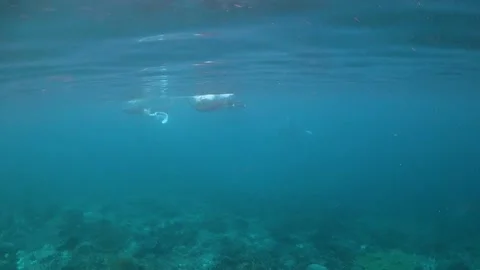 Manta rays at the surface Stock Footage 130239667