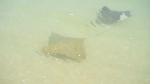 Manta rays swim Stock Footage 89707284