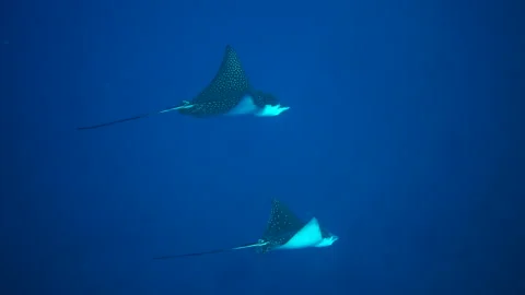 Manta Ray's Swim Stock Footage 332815696