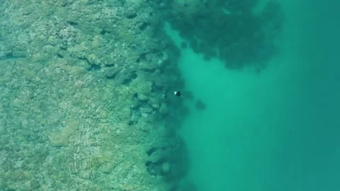 Manta Rays swim over a shallow reef as the camera pulls up/out Video stock 272367850
