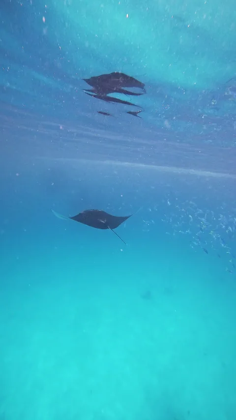 Manta rays swim on the surface of the Indian Ocean 库存影片 286196986