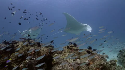 Manta rays swim through school of colourful fish Stock Footage 295900813