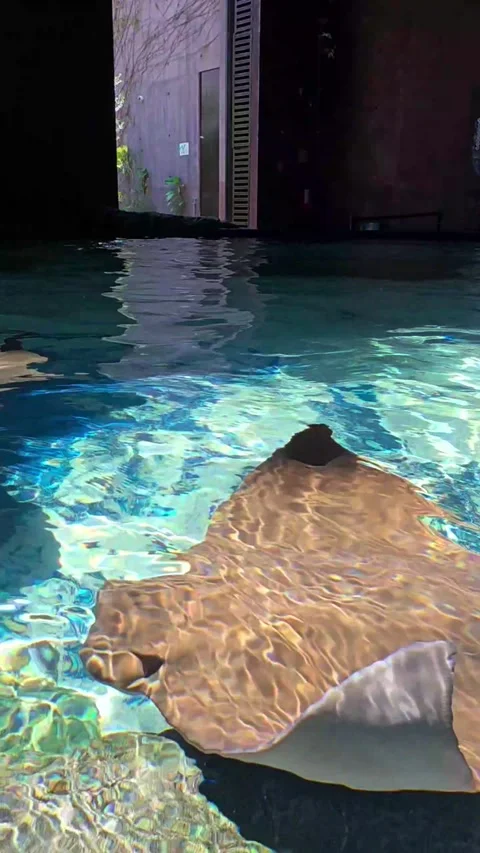 Manta rays swimming Stock Footage 344235368