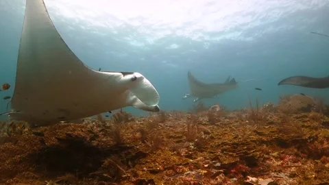 Manta rays swimming over a cleaning station with butterfly fish swimming Stock Footage 130239695