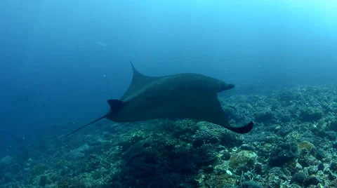 A Manta Rays Swimming Over the Reef Video stock 64229172