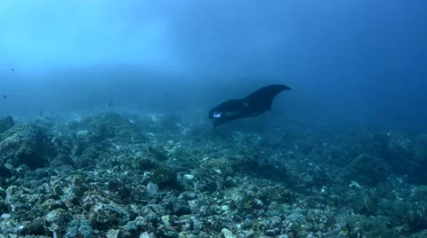 A Manta Rays Swimming Over the Reef Stock Footage 64229382