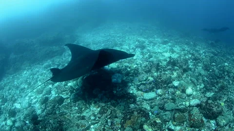 A Manta Rays Swimming Over the Reef  Stock Footage 64229402