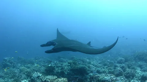 Manta Rays Swimming Over the Reef Stock Footage 64329101