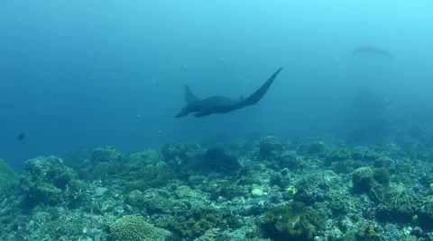 Manta Rays Swimming Over the Reef Stock Footage 64329161