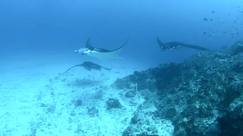 Manta Rays Swimming Over the Reef Stock Footage 64329482