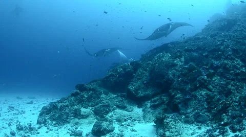 Manta Rays Swimming Over the Reef Stock Footage 64329626