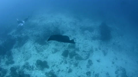 Manta Rays Swimming Over the Reef Video stock 64330483