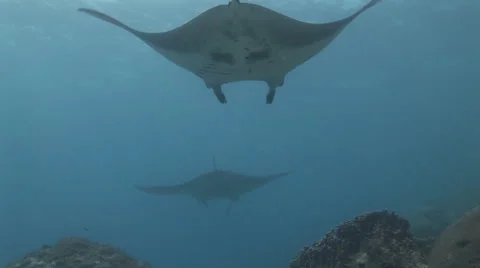 Manta Rays Swimming Overhead Video stock 55377986