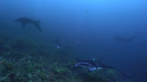 Manta Rays Swimming in a Traing Stock Footage 80408806