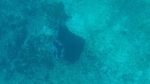 Manta rays swimming under the ocean in natural Stockbeeldmateriaal 109536696